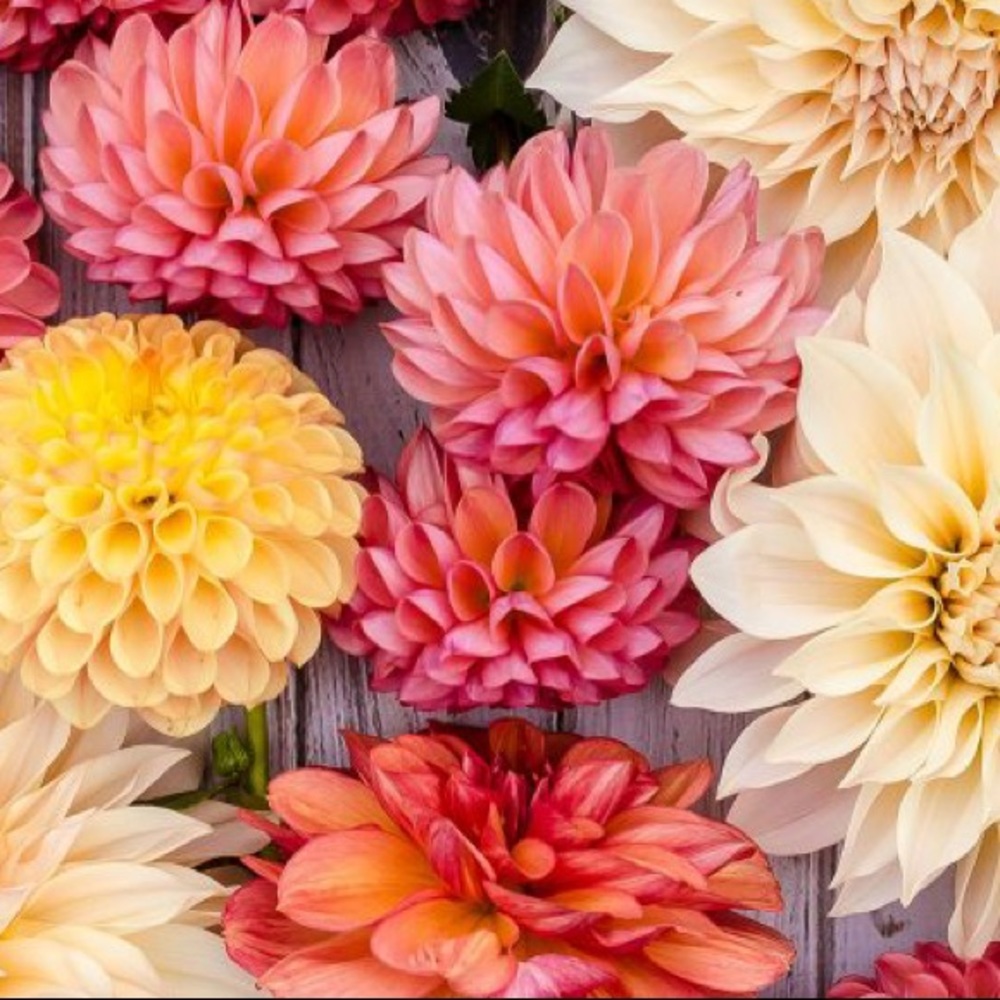 Meet your Posher, Morgan